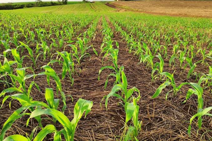 Corn seedlings in straw mulch