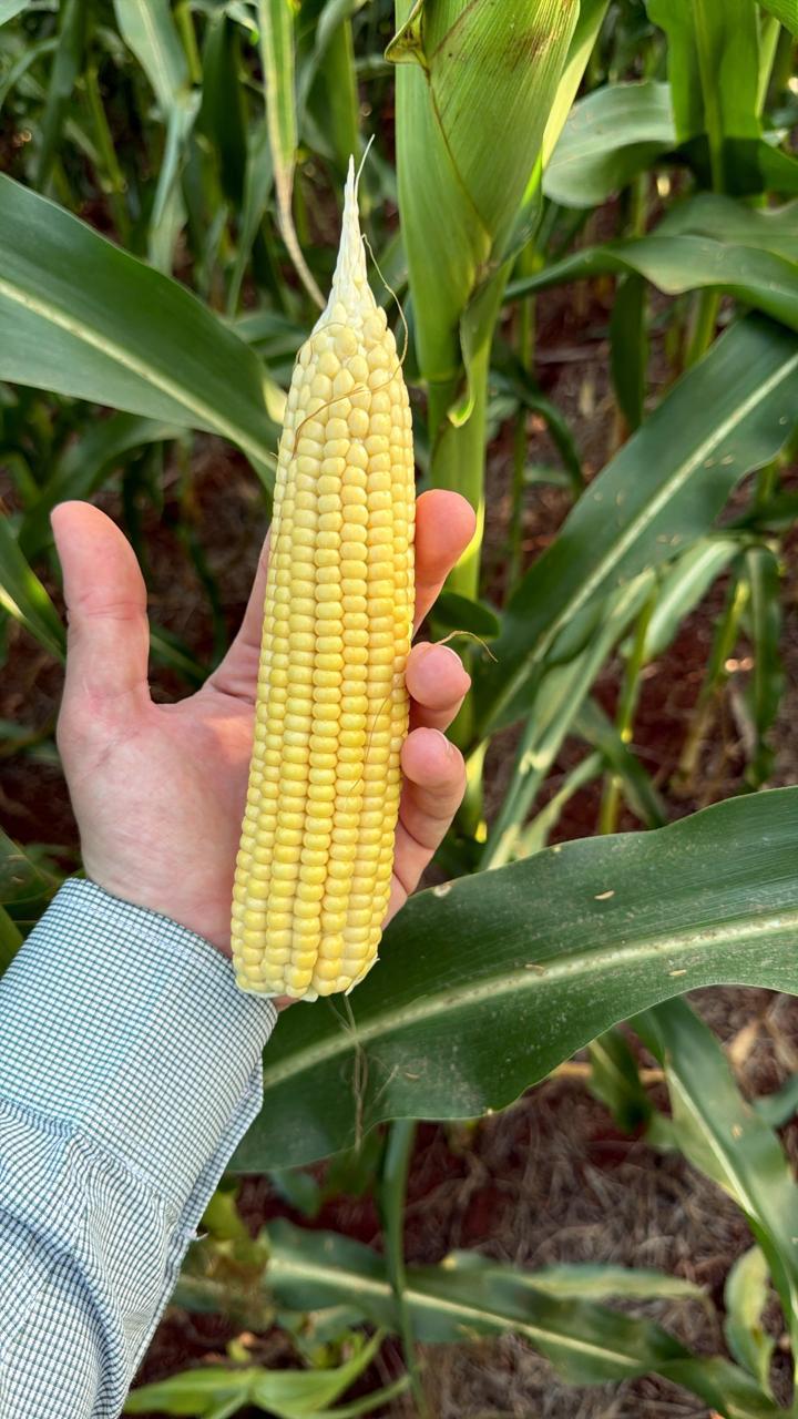 Hand-held corn ear quality check