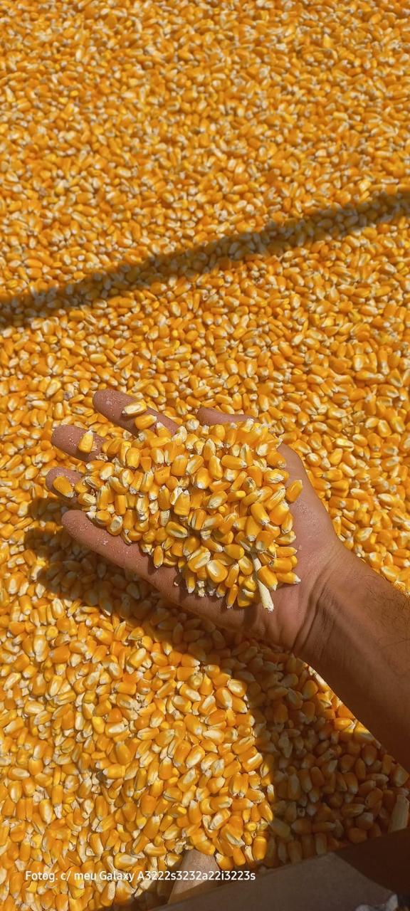 Cleaned yellow corn kernels