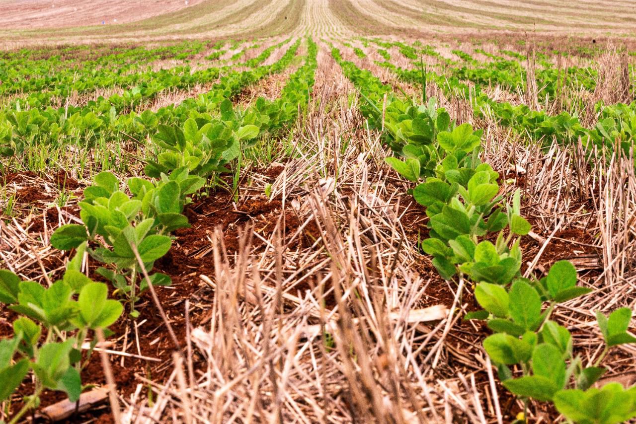 Soybean seedlings emerging from straw mulch