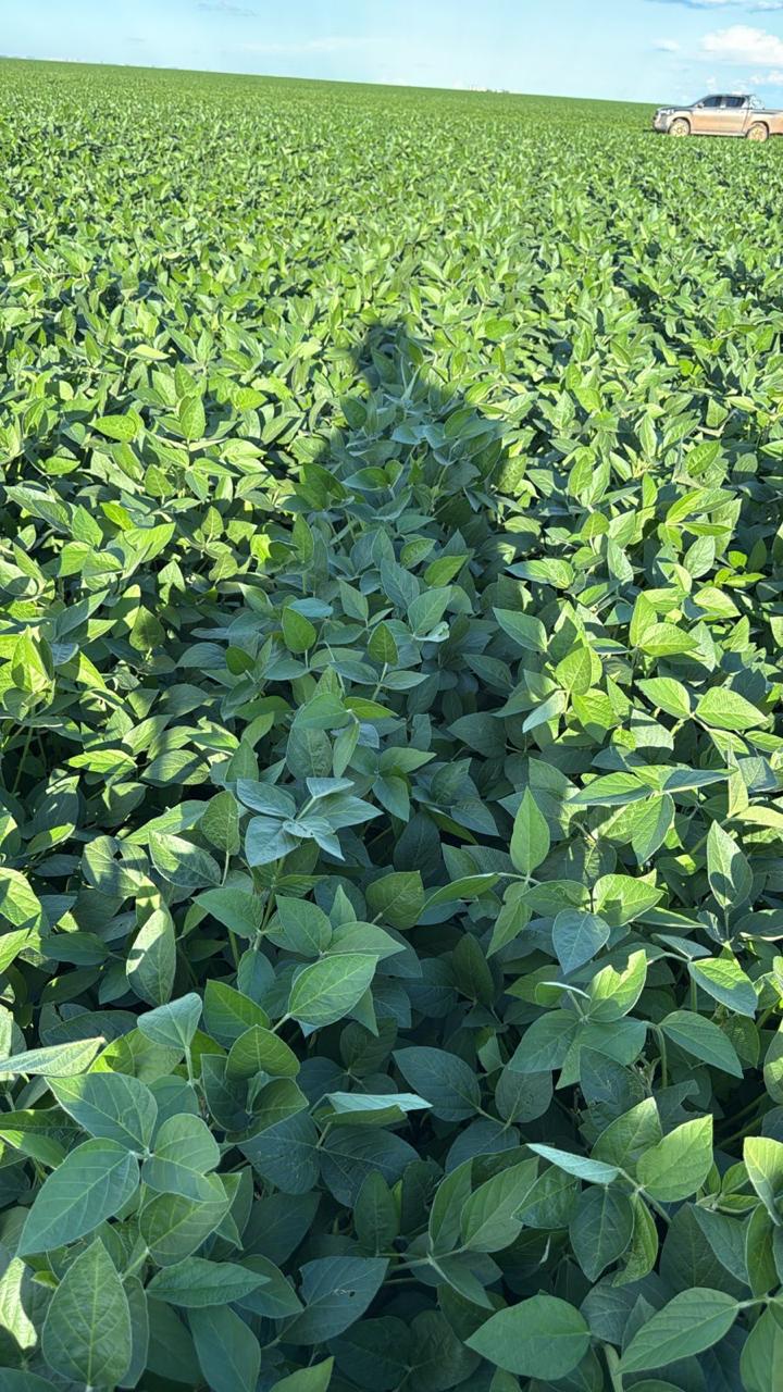 Mature green soybean field