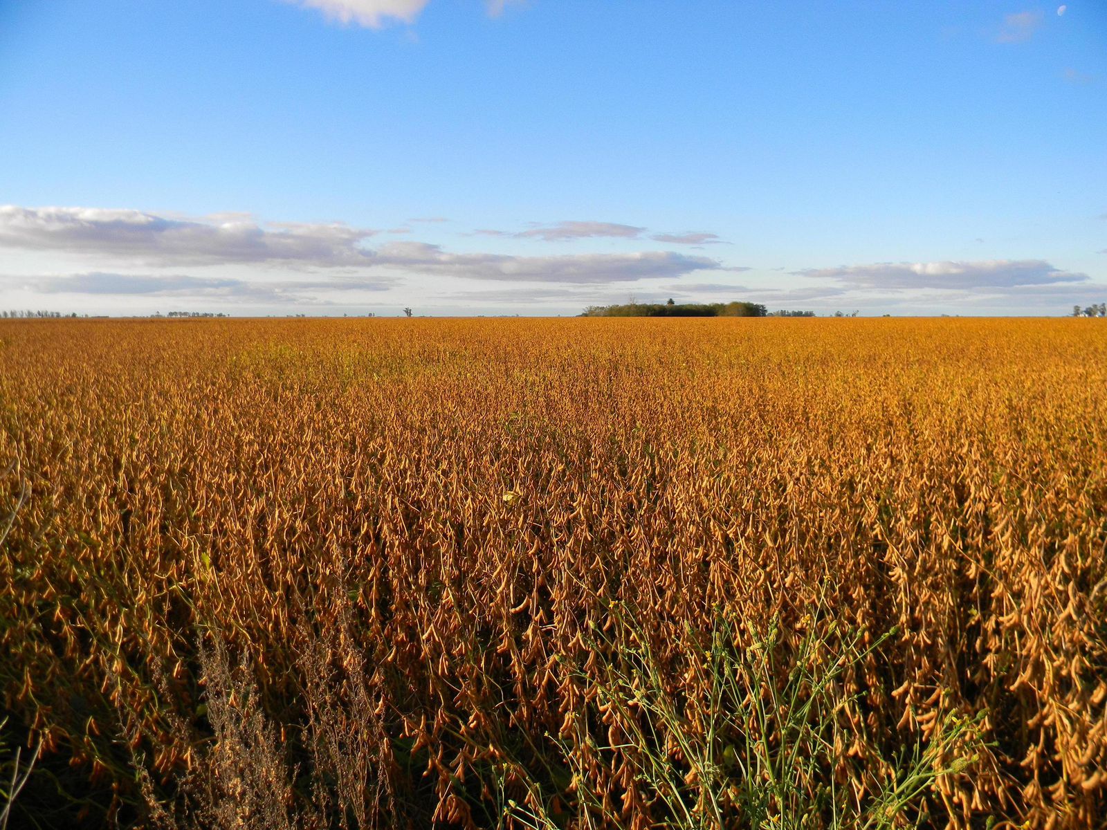 Fontana soybean field at harvest window
