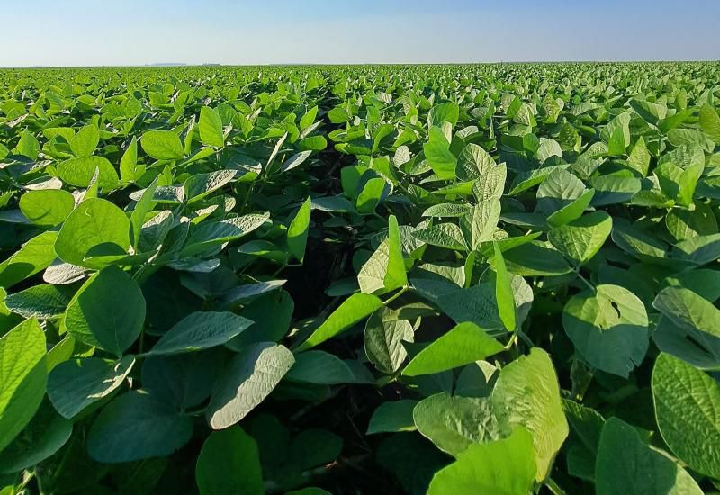 Healthy soybean canopy detail