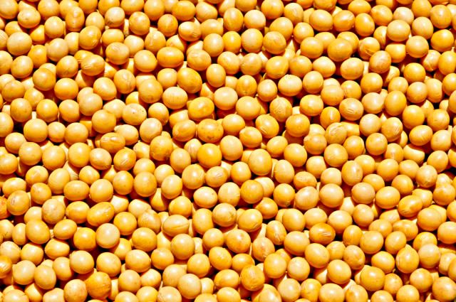 Cleaned soybeans, ready for FOB